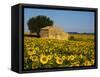 France, Provence, Old Farm House in Field of Sunflowers-Terry Eggers-Framed Stretched Canvas