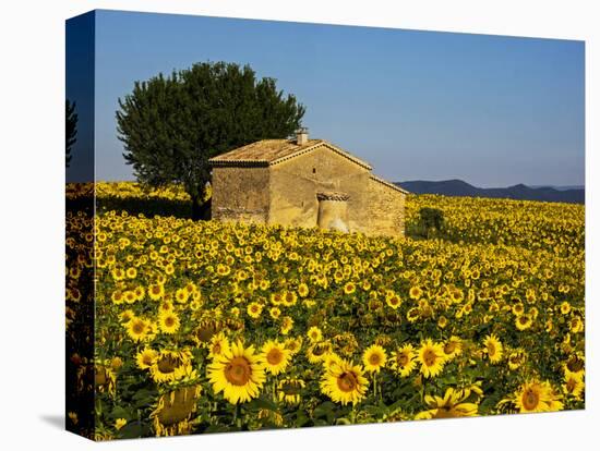 France, Provence, Old Farm House in Field of Sunflowers-Terry Eggers-Stretched Canvas