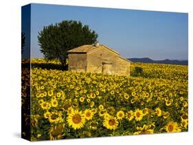 France, Provence, Old Farm House in Field of Sunflowers-Terry Eggers-Stretched Canvas