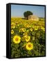 France, Provence, Old Farm House in Field of Sunflowers-Terry Eggers-Framed Stretched Canvas