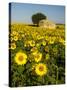 France, Provence, Old Farm House in Field of Sunflowers-Terry Eggers-Stretched Canvas
