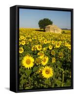 France, Provence, Old Farm House in Field of Sunflowers-Terry Eggers-Framed Stretched Canvas