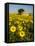 France, Provence, Old Farm House in Field of Sunflowers-Terry Eggers-Framed Stretched Canvas