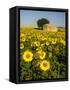 France, Provence, Old Farm House in Field of Sunflowers-Terry Eggers-Framed Stretched Canvas