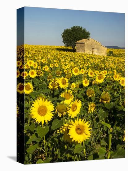 France, Provence, Old Farm House in Field of Sunflowers-Terry Eggers-Stretched Canvas