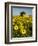 France, Provence, Old Farm House in Field of Sunflowers-Terry Eggers-Framed Photographic Print