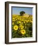 France, Provence, Old Farm House in Field of Sunflowers-Terry Eggers-Framed Photographic Print