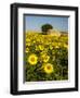 France, Provence, Old Farm House in Field of Sunflowers-Terry Eggers-Framed Photographic Print