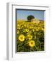 France, Provence, Old Farm House in Field of Sunflowers-Terry Eggers-Framed Photographic Print