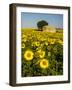 France, Provence, Old Farm House in Field of Sunflowers-Terry Eggers-Framed Photographic Print