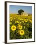 France, Provence, Old Farm House in Field of Sunflowers-Terry Eggers-Framed Photographic Print