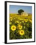 France, Provence, Old Farm House in Field of Sunflowers-Terry Eggers-Framed Photographic Print