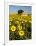 France, Provence, Old Farm House in Field of Sunflowers-Terry Eggers-Framed Photographic Print