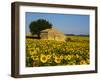 France, Provence, Old Farm House in Field of Sunflowers-Terry Eggers-Framed Photographic Print