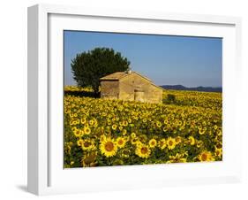 France, Provence, Old Farm House in Field of Sunflowers-Terry Eggers-Framed Photographic Print