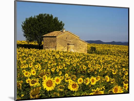 France, Provence, Old Farm House in Field of Sunflowers-Terry Eggers-Mounted Photographic Print