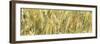 France Provence Panoramic Collection - Wheat Field II-Philippe Hugonnard-Framed Photographic Print
