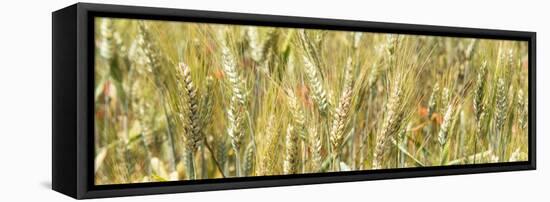 France Provence Panoramic Collection - Wheat Field II-Philippe Hugonnard-Framed Stretched Canvas