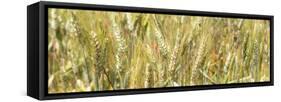 France Provence Panoramic Collection - Wheat Field II-Philippe Hugonnard-Framed Stretched Canvas