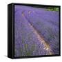 France, Provence, Roussillon, lavender-George Theodore-Framed Stretched Canvas