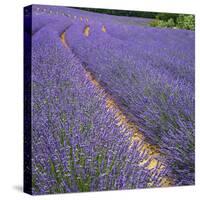 France, Provence, Roussillon, lavender-George Theodore-Stretched Canvas