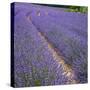 France, Provence, Roussillon, lavender-George Theodore-Stretched Canvas