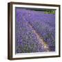 France, Provence, Roussillon, lavender-George Theodore-Framed Photographic Print