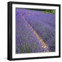 France, Provence, Roussillon, lavender-George Theodore-Framed Photographic Print