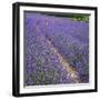 France, Provence, Roussillon, lavender-George Theodore-Framed Photographic Print