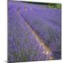 France, Provence, Roussillon, lavender-George Theodore-Mounted Photographic Print