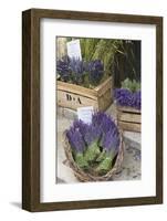 France, Provence, Sault. Bunch of Cut Lavender for Sale at a Shop-Brenda Tharp-Framed Photographic Print