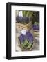 France, Provence, Sault. Bunch of Cut Lavender for Sale at a Shop-Brenda Tharp-Framed Photographic Print