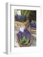 France, Provence, Sault. Bunch of Cut Lavender for Sale at a Shop-Brenda Tharp-Framed Photographic Print