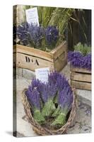 France, Provence, Sault. Bunch of Cut Lavender for Sale at a Shop-Brenda Tharp-Stretched Canvas