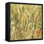 France Provence Square Collection - Wheat Field II-Philippe Hugonnard-Framed Stretched Canvas