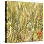 France Provence Square Collection - Wheat Field II-Philippe Hugonnard-Stretched Canvas