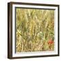 France Provence Square Collection - Wheat Field II-Philippe Hugonnard-Framed Photographic Print