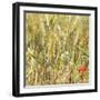 France Provence Square Collection - Wheat Field II-Philippe Hugonnard-Framed Photographic Print