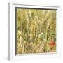 France Provence Square Collection - Wheat Field II-Philippe Hugonnard-Framed Photographic Print