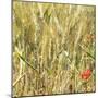 France Provence Square Collection - Wheat Field II-Philippe Hugonnard-Mounted Photographic Print