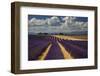 France, Provence, Valensole, lavender rows-George Theodore-Framed Photographic Print