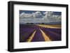 France, Provence, Valensole, lavender rows-George Theodore-Framed Photographic Print