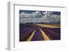 France, Provence, Valensole, lavender rows-George Theodore-Framed Photographic Print