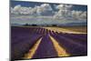 France, Provence, Valensole, lavender rows-George Theodore-Mounted Photographic Print