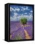 France, Provence, Valensole, Lone Tree in Lavender Field-Terry Eggers-Framed Stretched Canvas