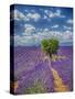 France, Provence, Valensole, Lone Tree in Lavender Field-Terry Eggers-Stretched Canvas