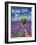 France, Provence, Valensole, Lone Tree in Lavender Field-Terry Eggers-Framed Photographic Print