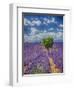 France, Provence, Valensole, Lone Tree in Lavender Field-Terry Eggers-Framed Photographic Print