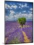 France, Provence, Valensole, Lone Tree in Lavender Field-Terry Eggers-Mounted Photographic Print