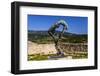 France, Provence, Vaucluse, Lacoste, Castle Ruin Lacoste-Udo Siebig-Framed Photographic Print